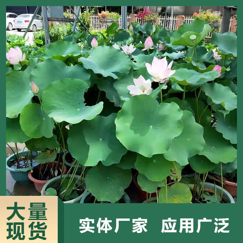精品荷花苗-客户都认可