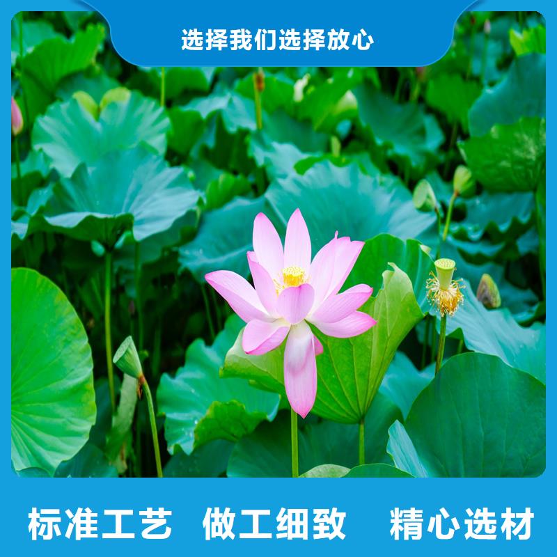 批发荷花苗基地_诚信厂家