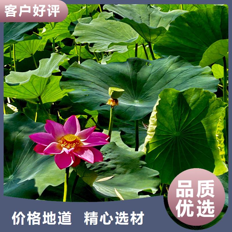荷花苗基地品种齐全