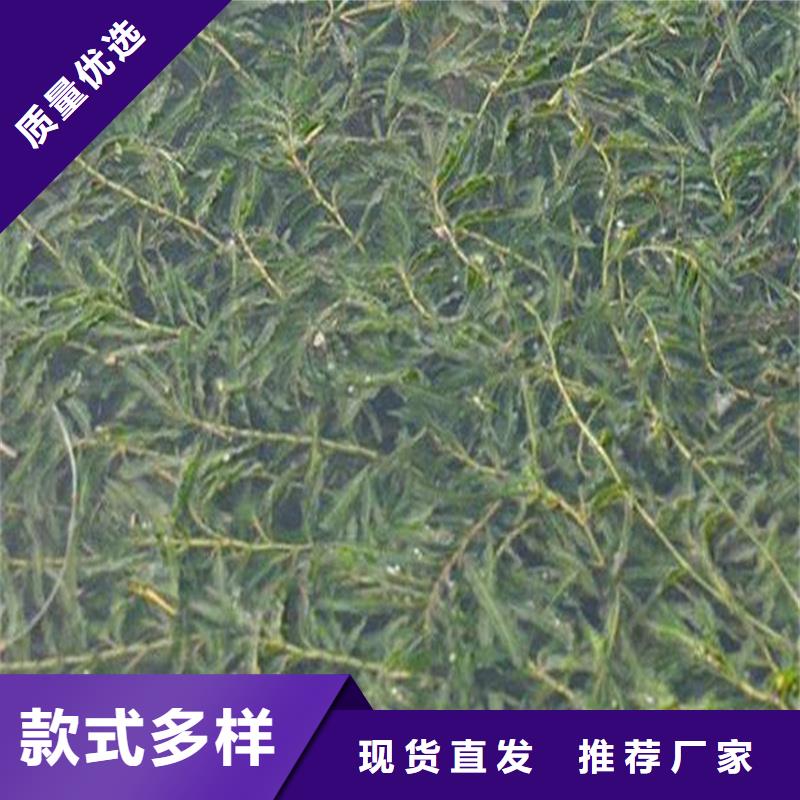 资讯：菹草生产厂家