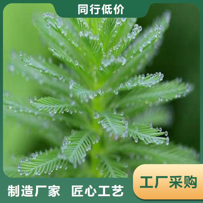 沉水植物生产厂家