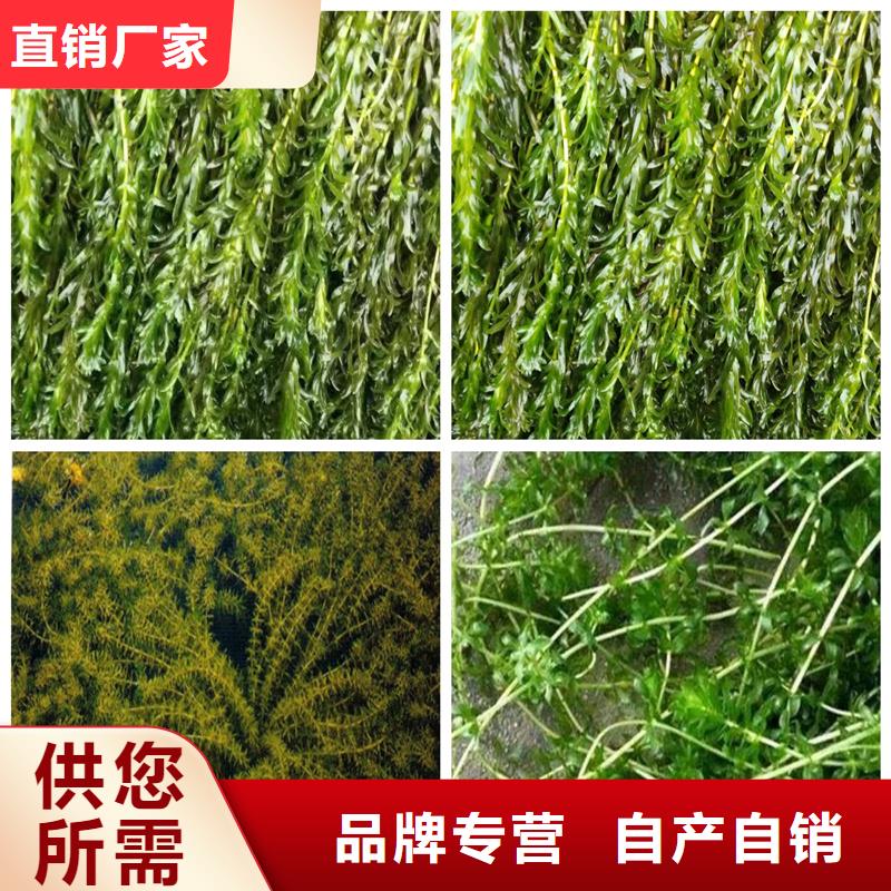 供应沉水植物的公司