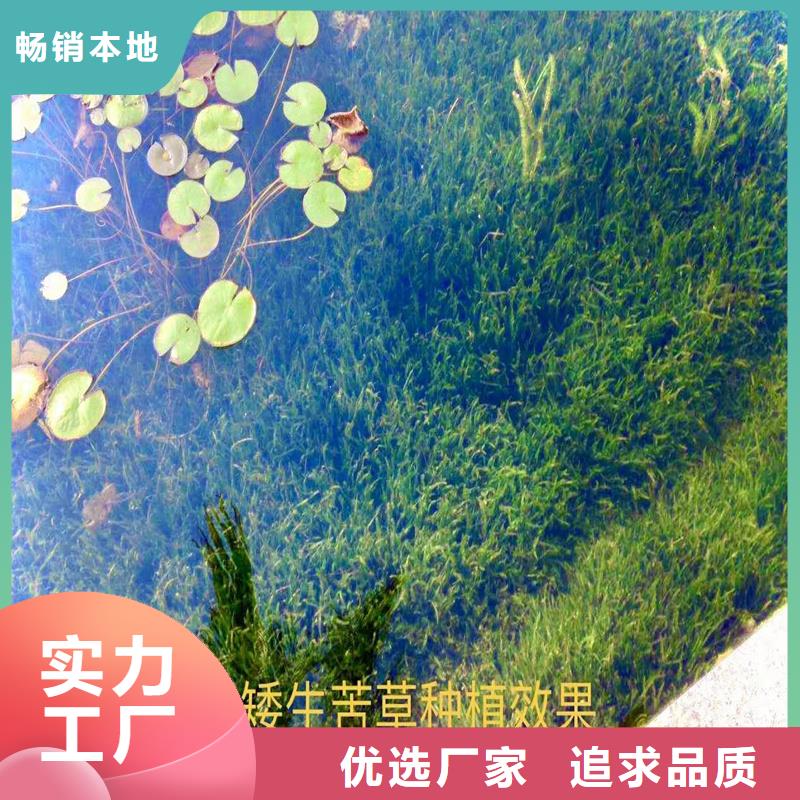供应穗花狐尾藻的生产厂家