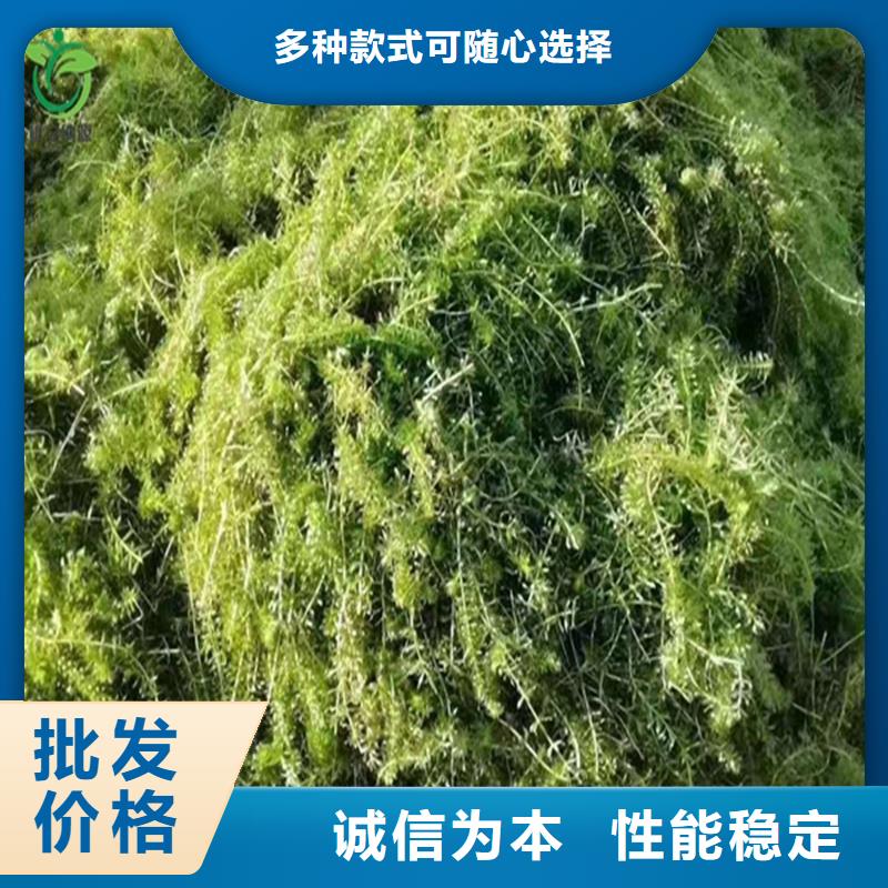 资讯：菹草生产厂家