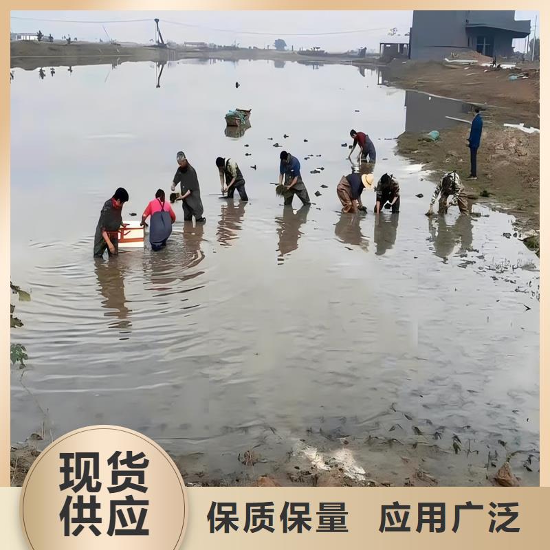 狐尾藻厂家直销—薄利多销