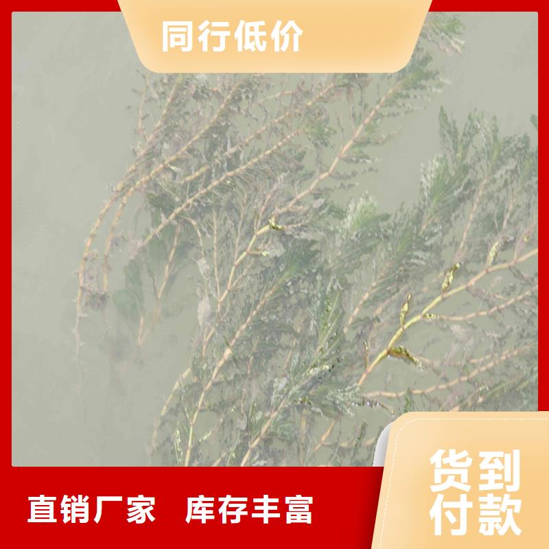 微齿眼子菜-欢迎您