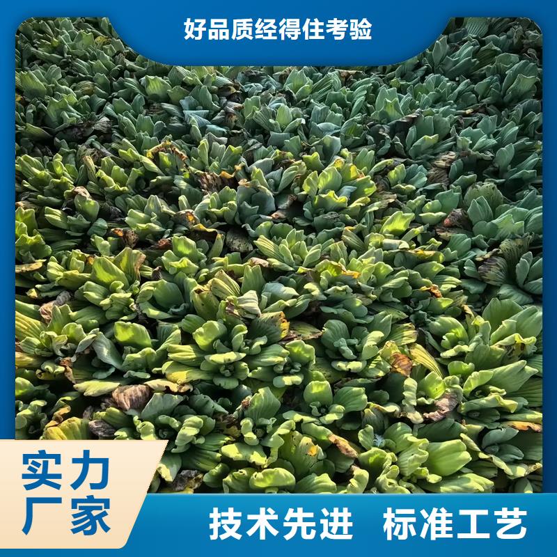 【图】微齿眼子菜