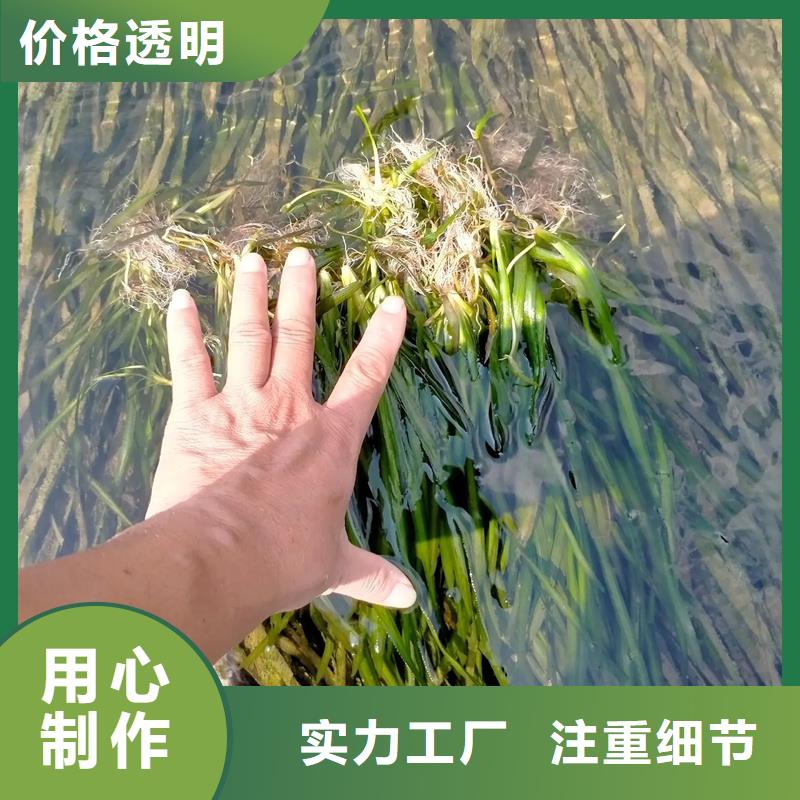 专业生产制造水毛茛的厂家