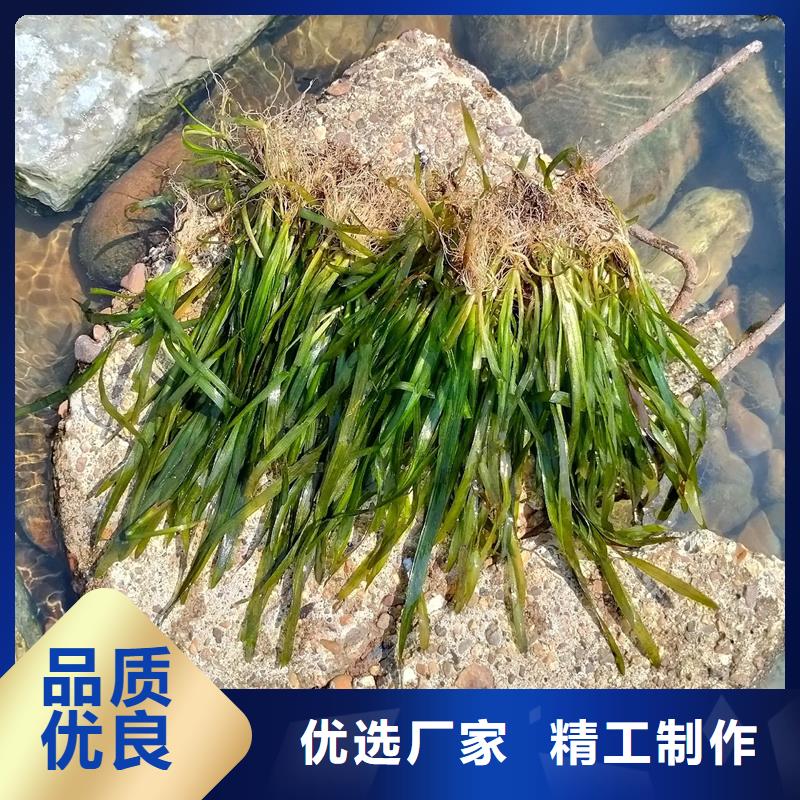 信誉好的穗花狐尾藻厂家_质量保证