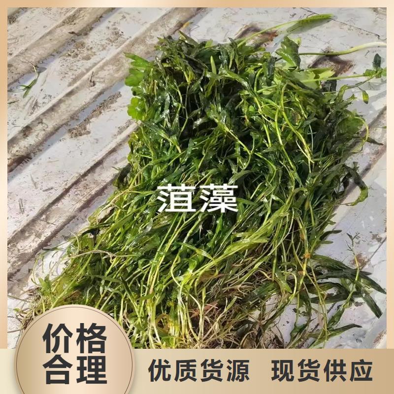 菹草厂家直销-库存充足