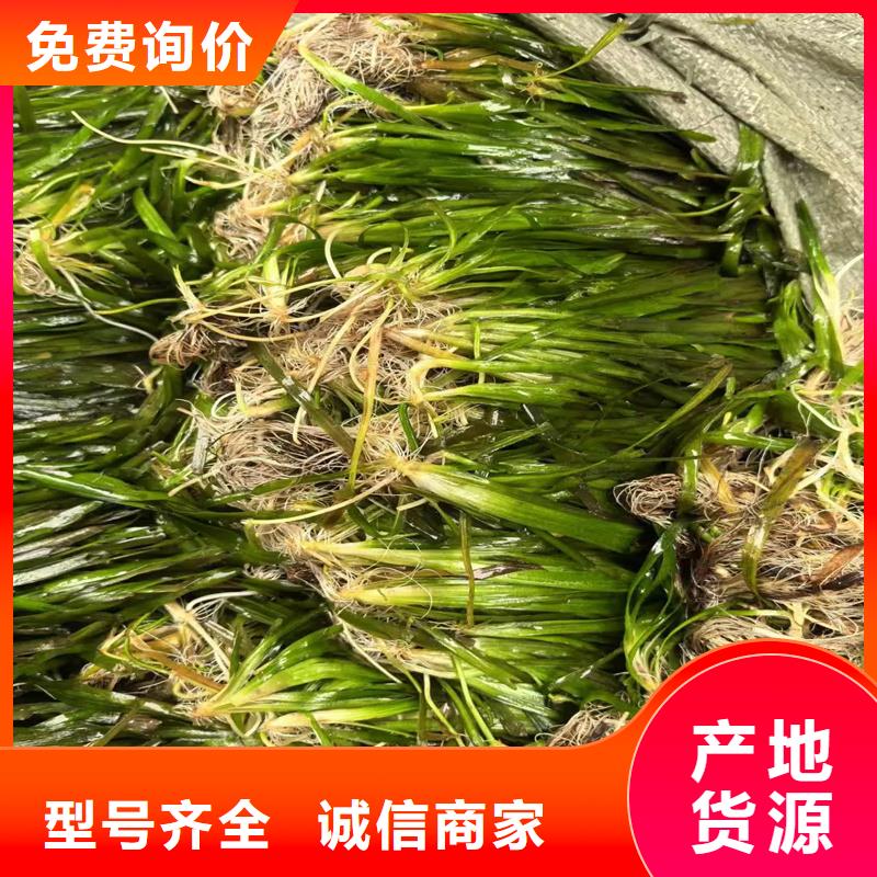 值得信赖的马来眼子菜生产厂家