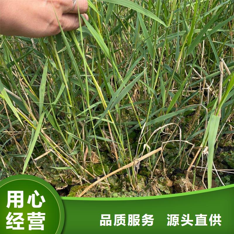 芦苇苗河道治理芦苇苗48小时发货
