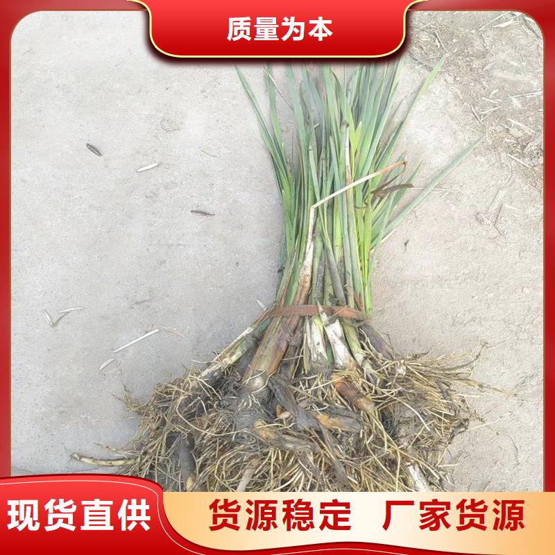 芦苇苗芦苇根茎今日新品