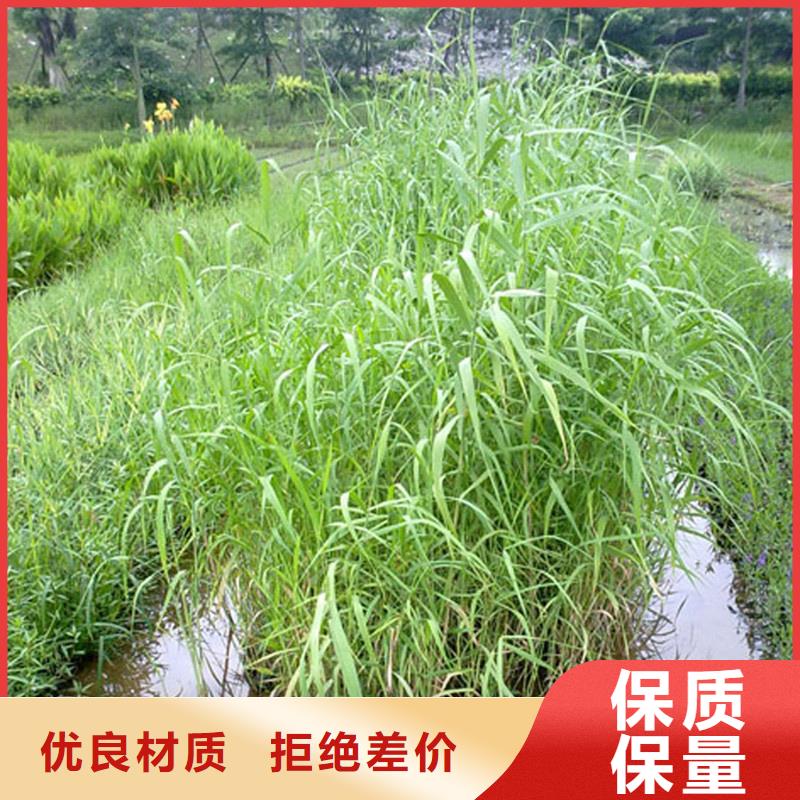 芦苇苗芦苇根茎今日新品