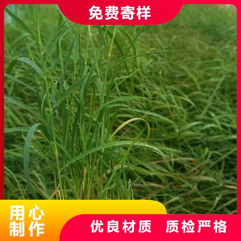 芦苇小苗质量好发货快