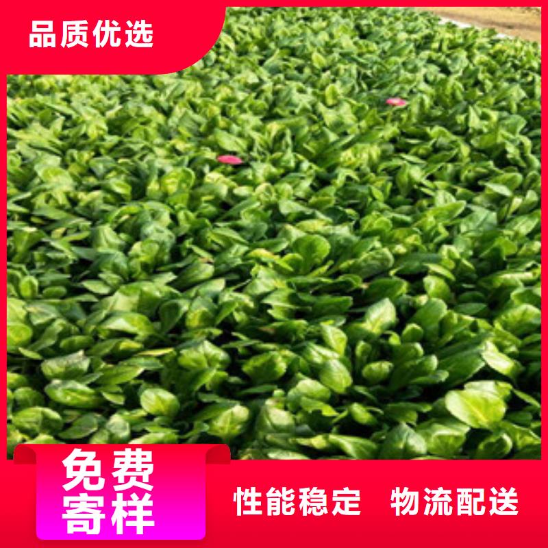 【时令草花-花海景观工程客户好评】