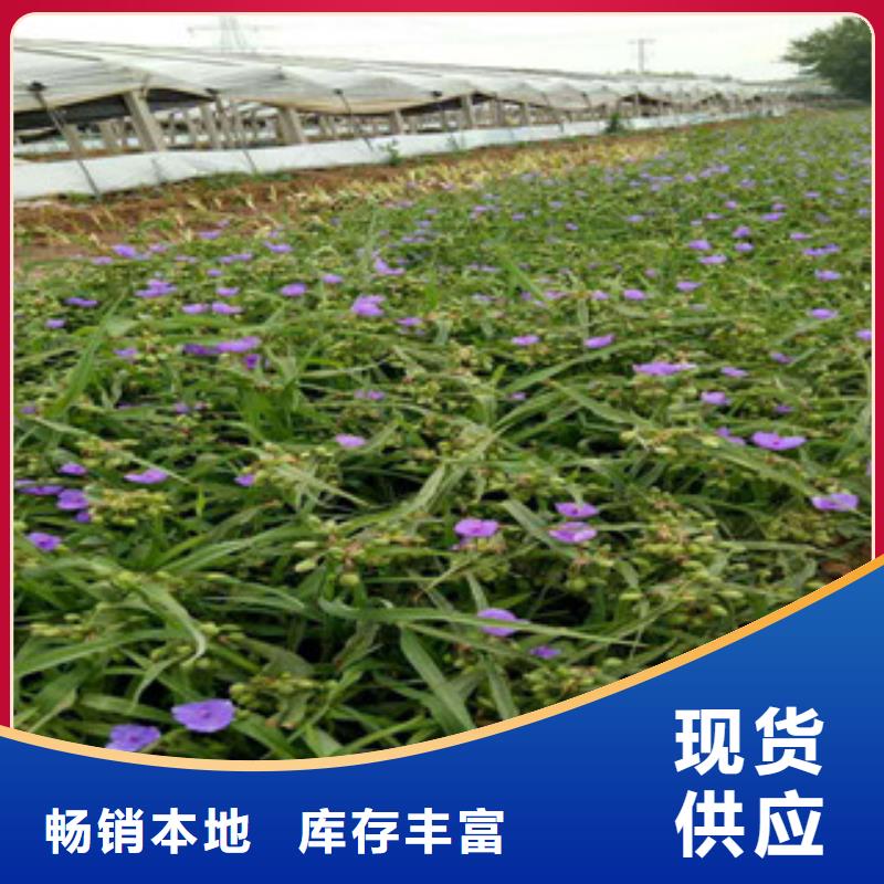 时令草花柳叶马鞭草/薰衣草 高质量高信誉