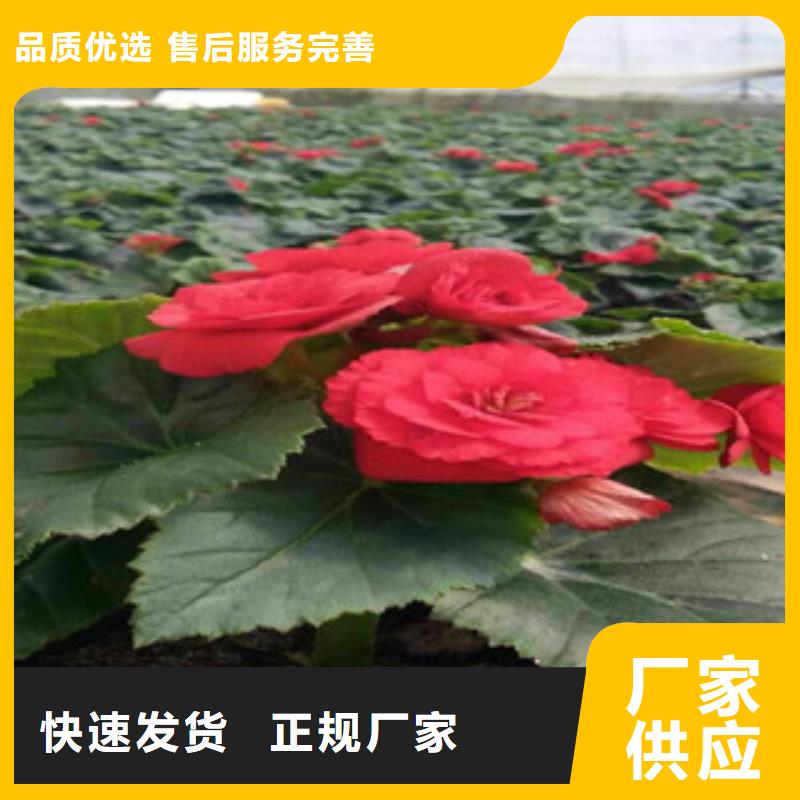 时令草花时令花卉/绿化草花价格产品优势特点