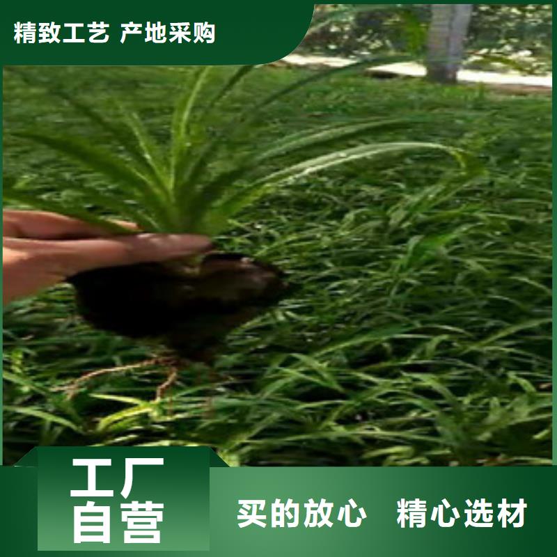 时令草花_耐寒耐旱草花基地多年行业积累