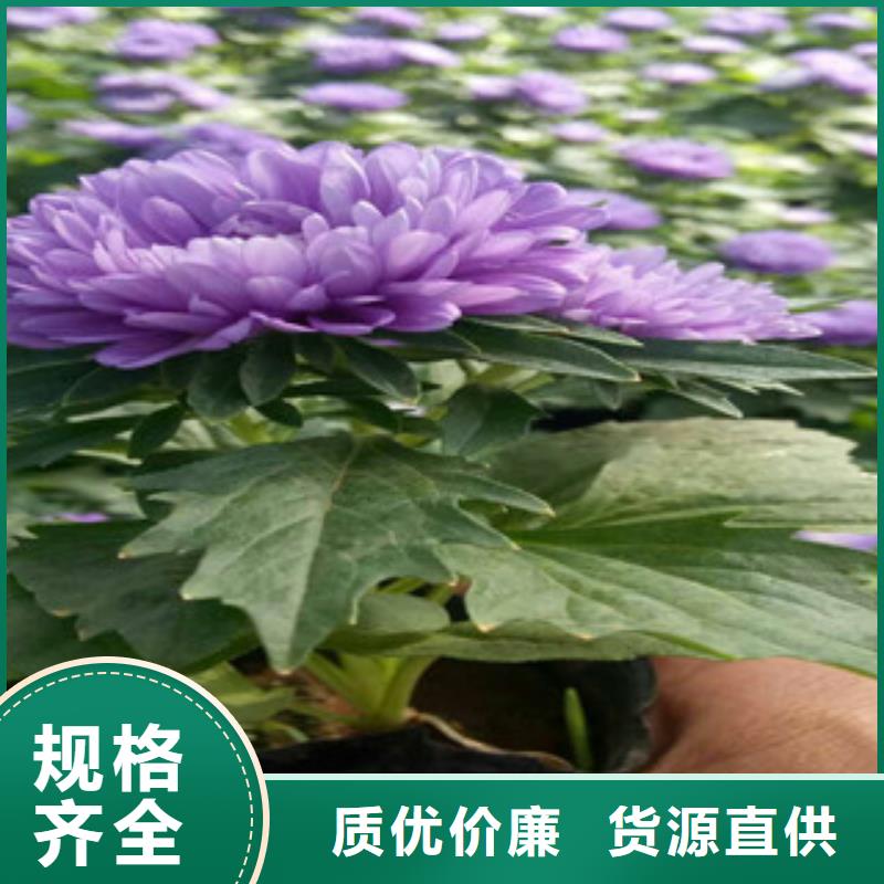 【时令草花-花海景观工程客户好评】