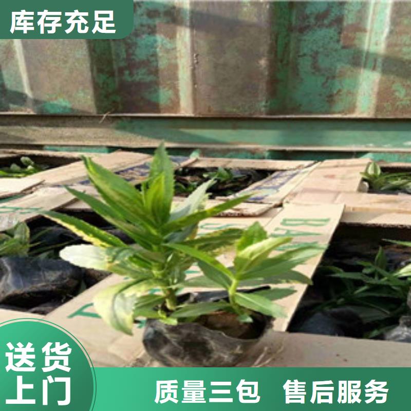 宿根花卉-鲁冰花/粉黛乱子草优质原料