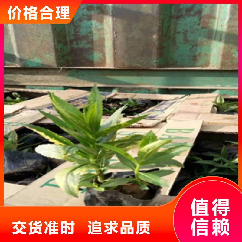 宿根花卉水生植物/荷花睡莲现货实拍