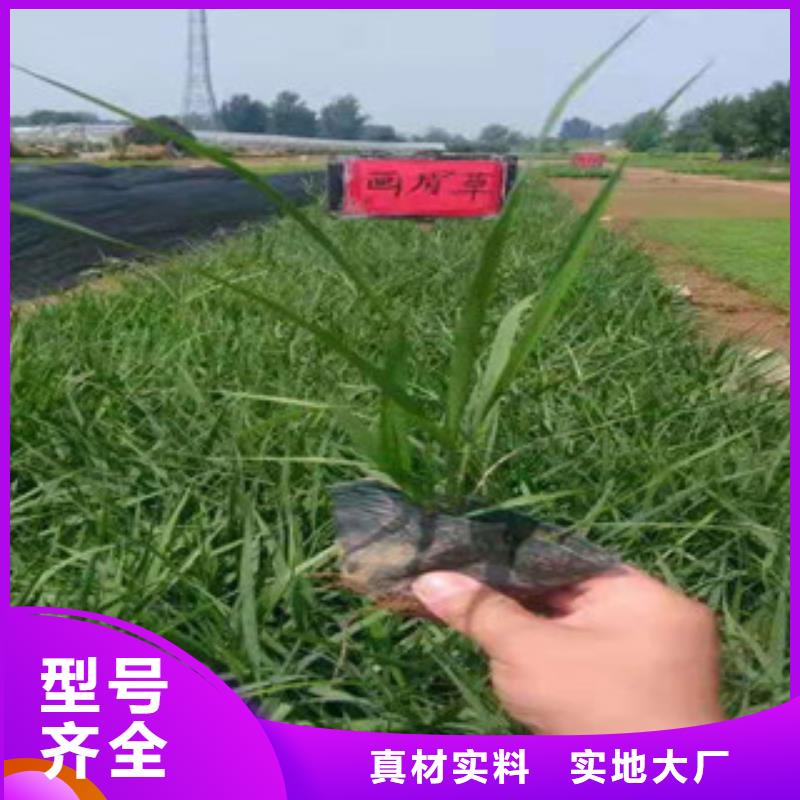 宿根花卉水生植物/荷花睡莲产品性能