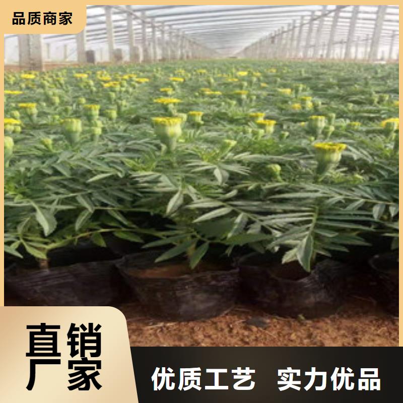 【宿根花卉耐寒耐旱草花基地质量牢靠】