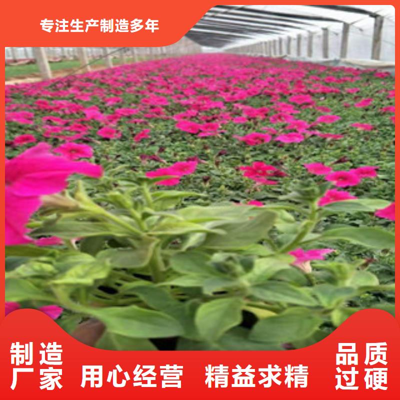 【宿根花卉耐寒耐旱草花基地质量牢靠】