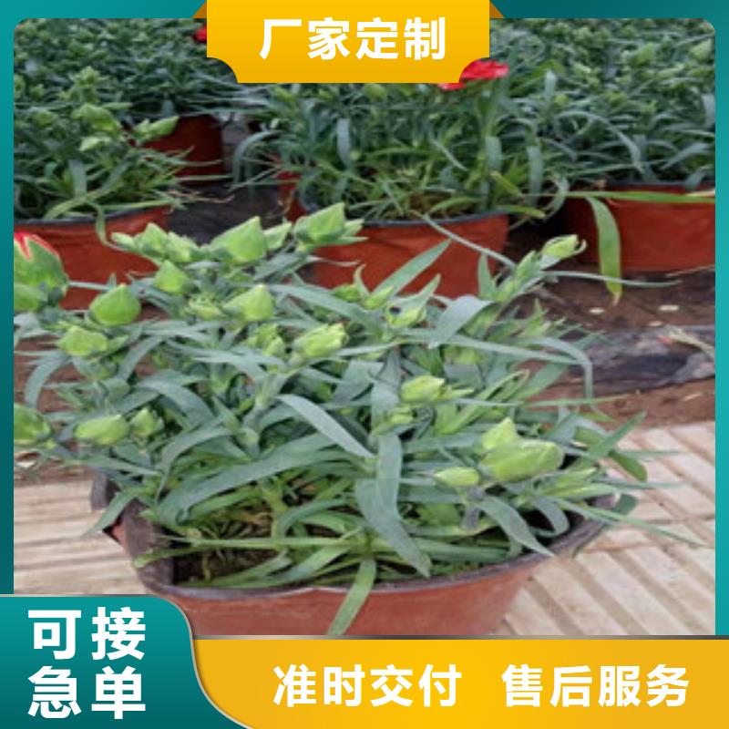 宿根花卉水生植物/荷花睡莲现货实拍