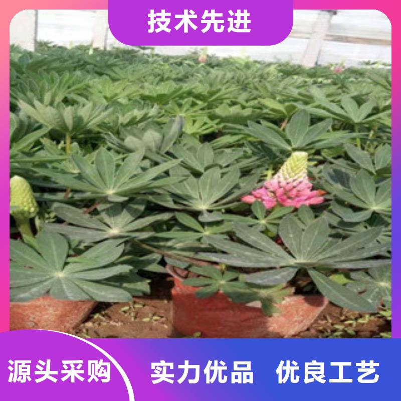 宿根花卉耐寒耐旱草花基地价格实惠