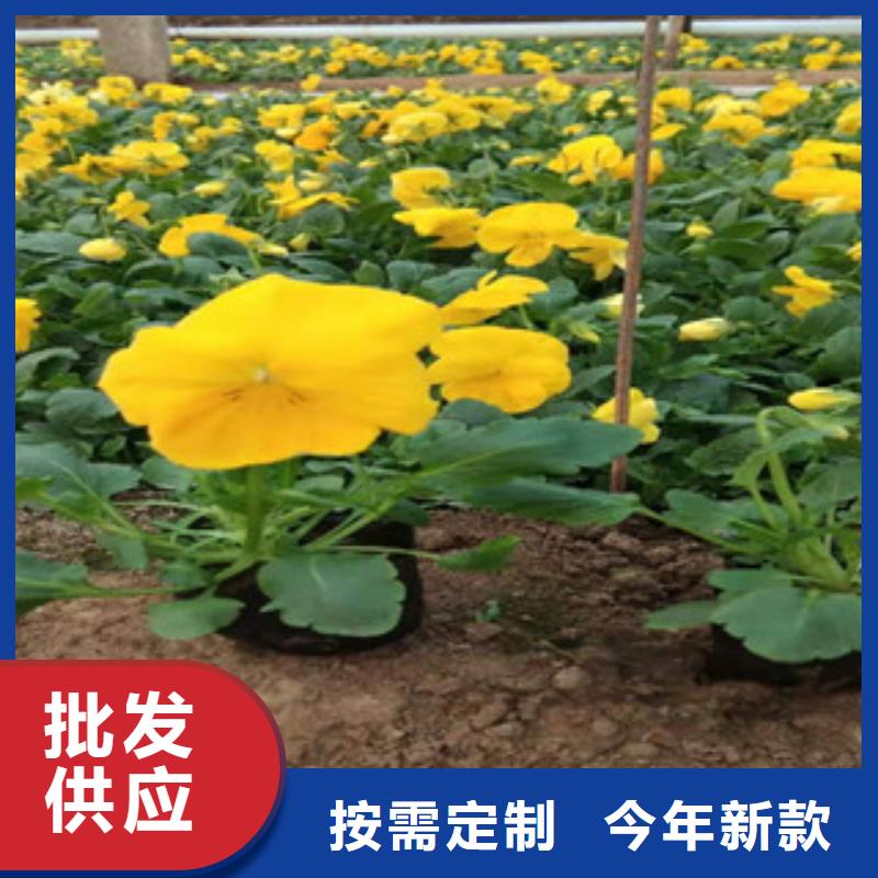 宿根花卉柳叶马鞭草/薰衣草 满足您多种采购需求