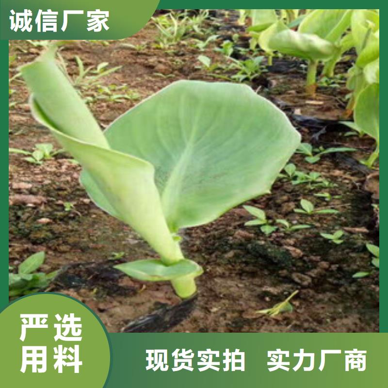 花海景观鲁冰花/粉黛乱子草质量安全可靠