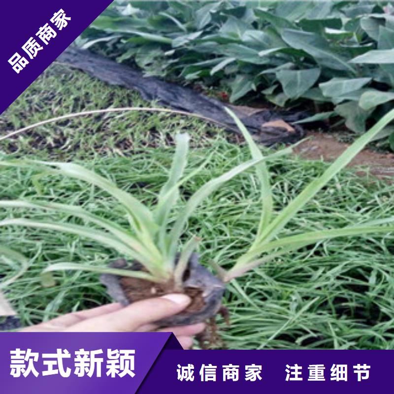 【花海景观耐寒耐旱草花基地品质商家】