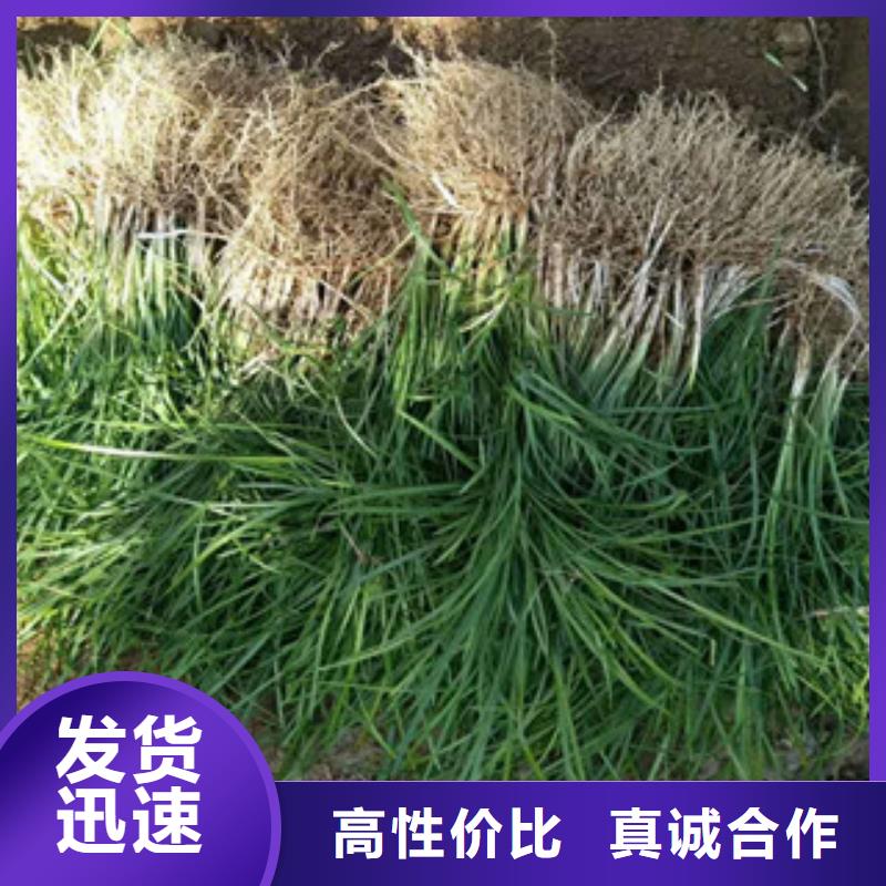 花海景观水生植物/荷花睡莲选择我们选择放心