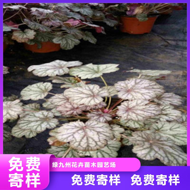 花海景观鲁冰花/粉黛乱子草质量安全可靠