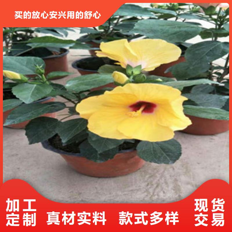 【花海景观耐寒耐旱草花基地品质商家】