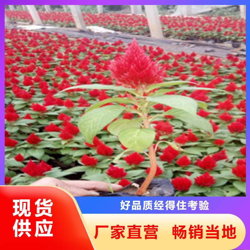 【花海景观耐寒耐旱草花基地品质商家】