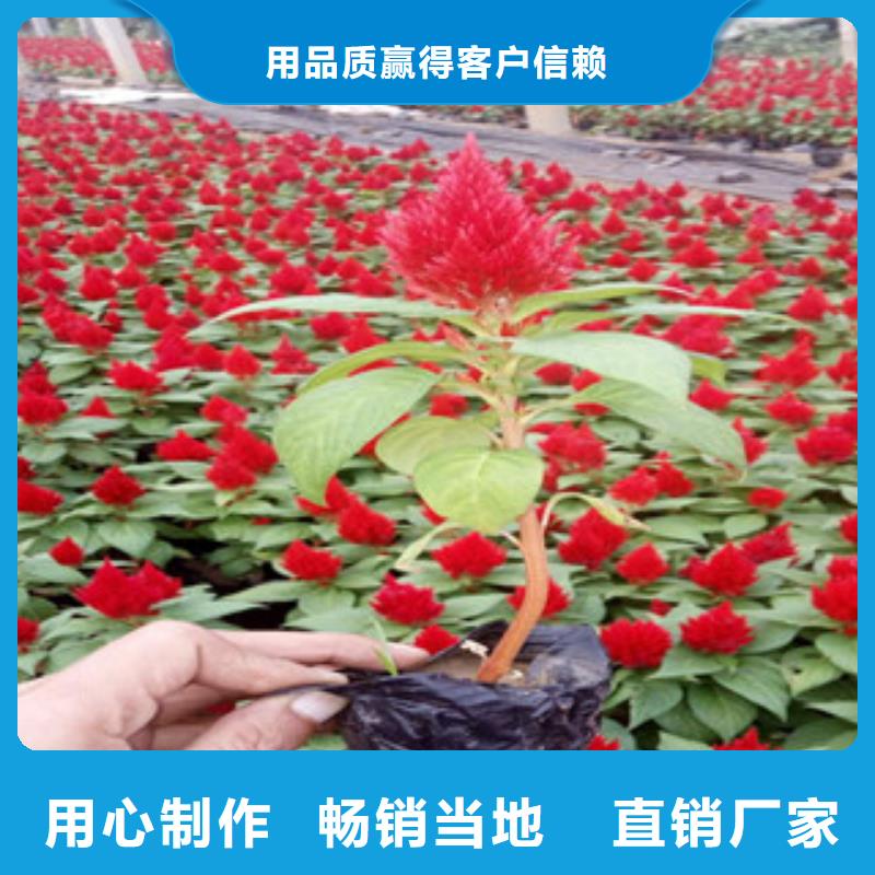 【花海景观耐寒耐旱草花基地品质商家】