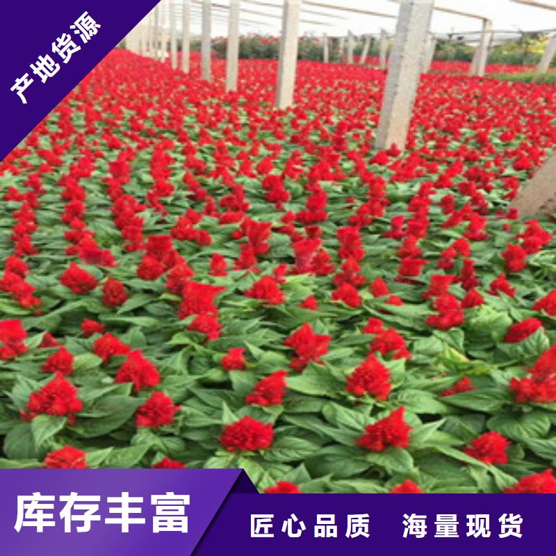 花海景观【五一国庆草花批发】实拍展现