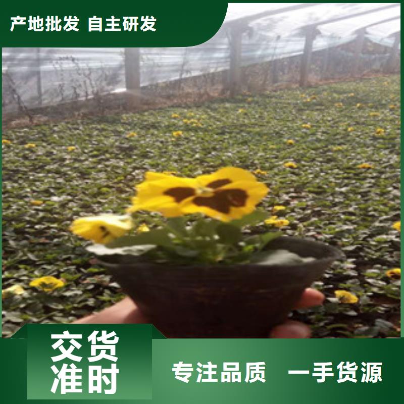 花海景观水生植物/荷花睡莲以质量求生存