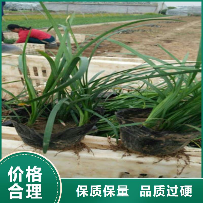 花海景观【水生植物/荷花睡莲】出货快