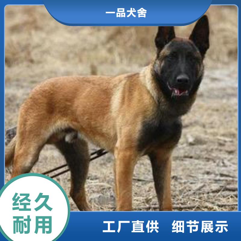 德牧犬-视频-德牧犬_福建省厦门市一品犬舍(厦门市分公司)(厦门市分公司)