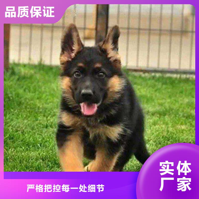 德国牧羊犬,德牧犬重信誉厂家