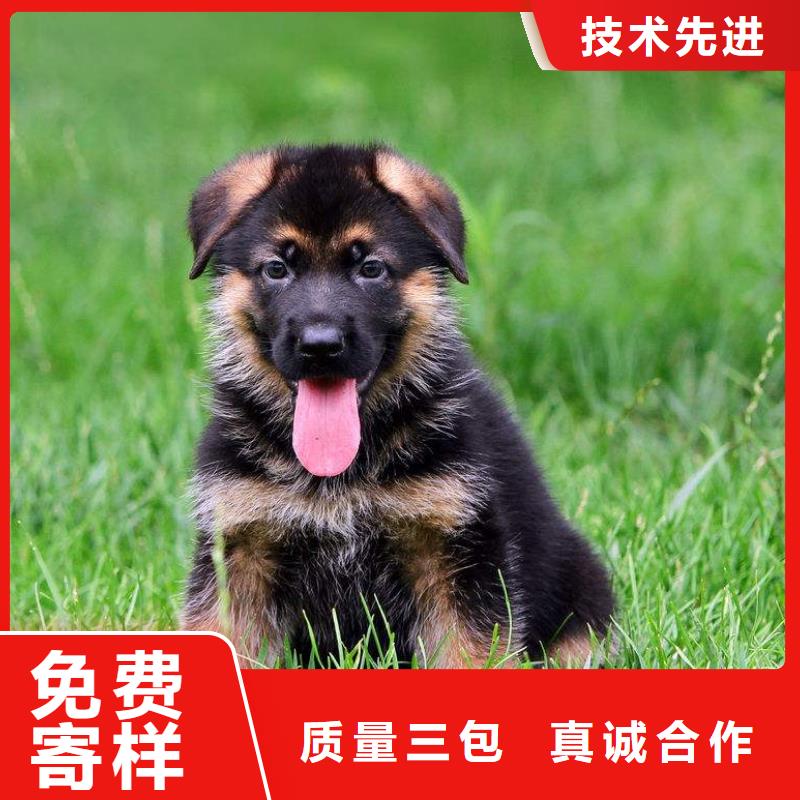 德国牧羊犬,德牧犬重信誉厂家