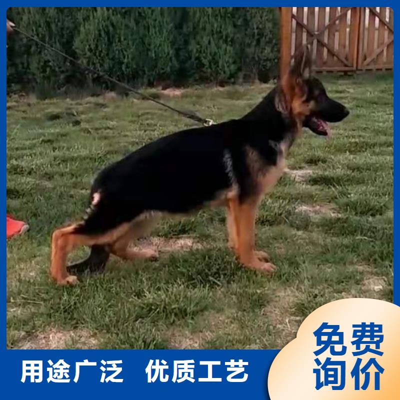 德国牧羊犬马犬品质商家