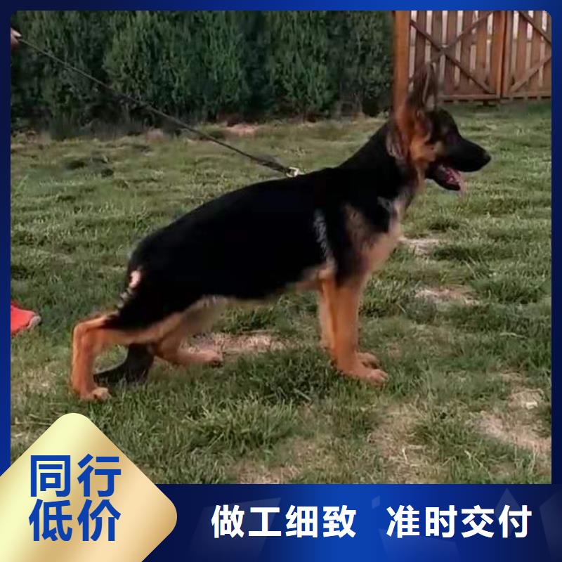 德国牧羊犬杜宾犬直销厂家