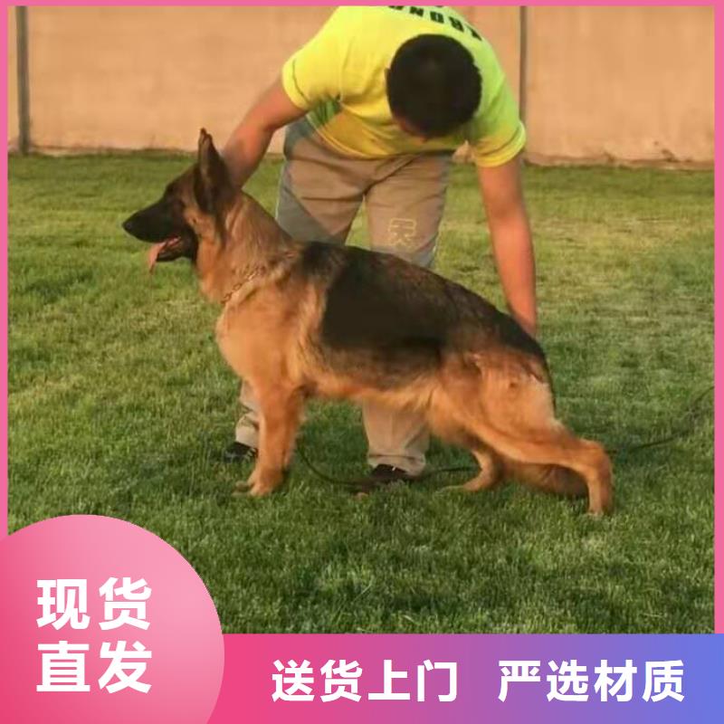 德国牧羊犬马犬品质商家