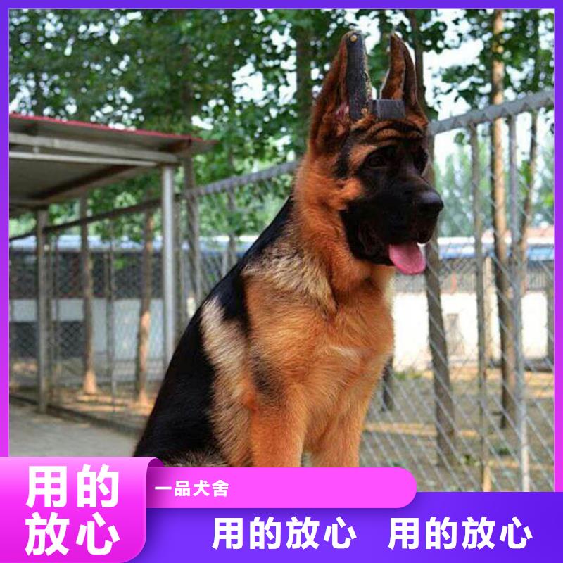 【德国牧羊犬罗威纳犬品牌大厂家】