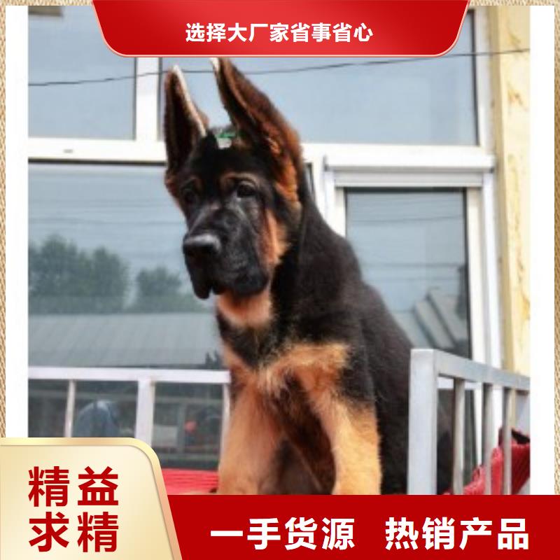 德国牧羊犬杜宾犬直销厂家